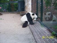 029_Berliner Zoo, de enige Panda in een zoo